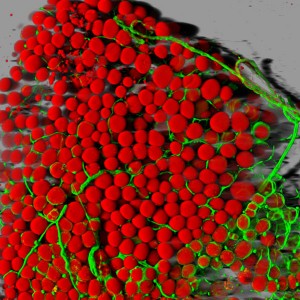 Fat cells (red) and blood vessels (green